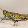 Differential Grasshopper