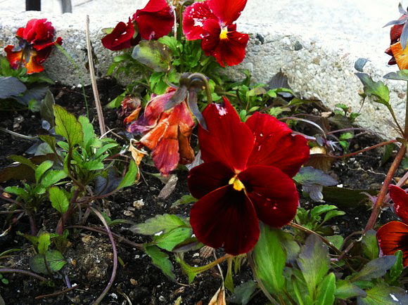 Pansy: Red