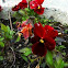 Pansy: Red