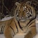 Animals Puzzles