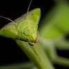 Praying mantis