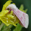 Primrose Moth