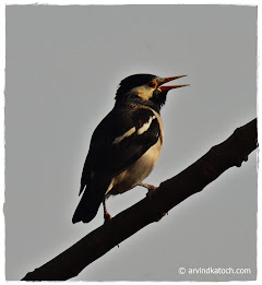 Birds Photography and Detail poster 11