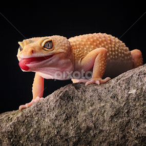 ... by Sugeng Sutanto - Animals Reptiles