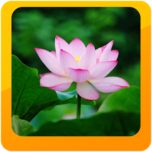 Phat Hoc Van Dap Kinh Phat 1.4
