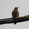 Hffman's woodpecker