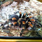 Mexican Redknee Tarantula