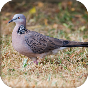 Spotted dove sound.apk 1.1