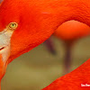 Caribbean Flamingo -  Nashville Zoo