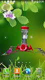 Hummingbirds wallpaper