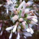 Coyote bush