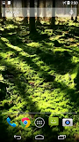 Forest Video Live Wallpaper