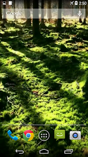 Forest Video Live Wallpaper(圖1)-速報App