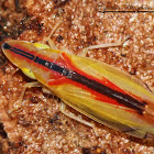 Two-spotted Leafhopper
