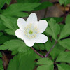 wood anemone, windflower, thimbleweed or smell fox