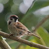 Burung Padi / Eurasian Tree Sparrow