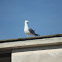 Seagull (Gabbiano)
