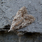 Dagger Tuft-moth