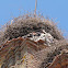 White Stork Nest