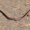 Reed Snake