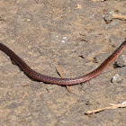 Reed Snake