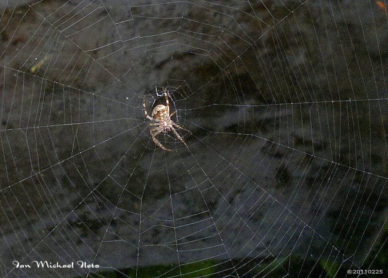 Common Spider
