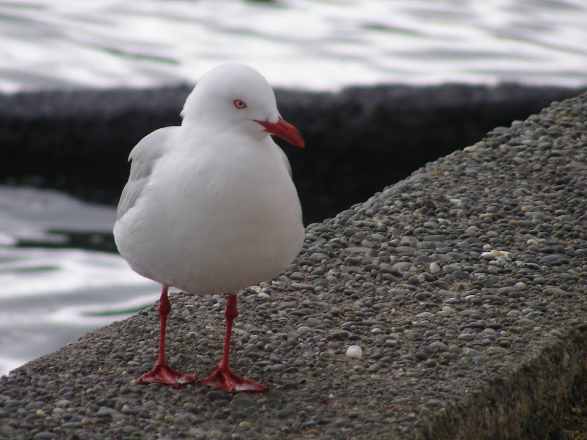 Red-Billed Gull or Akiaki