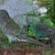 Red Rumped Parrots