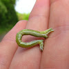 Crocus Geometer (larva)