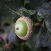Acorns (unripe) of English Oak