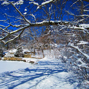 Winter scene, Old Greenwich, CT. by John Hayes - Landscapes Weather