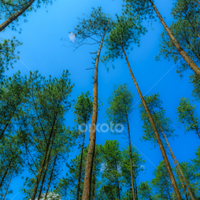 Pinus by Adityo Cahyo - Landscapes Forests
