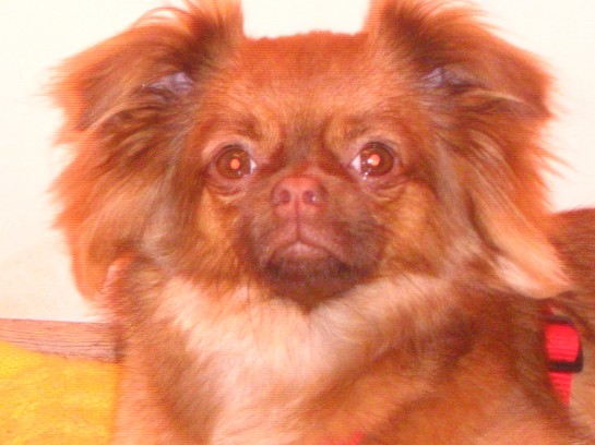 Daisy