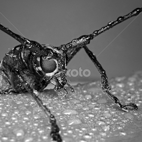 by Eddie Embau - Black & White Macro