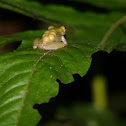 Mount Tucuche tree frog