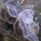 Turkey Tails