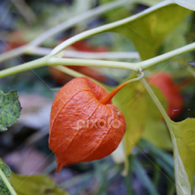 by Doina Arnaut - Nature Up Close Other plants