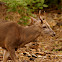 Central American White-tailed Deer