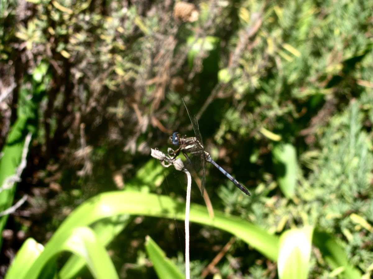 Two-striped Skimmer