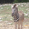 Plains Zebra