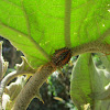 Ninfas de chinche turquesa (Turquoise bug nymphs)