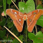 Atlas Moth