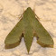 Small Verdant Hawk moth
