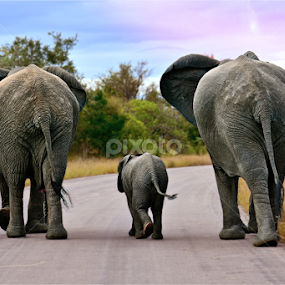 Elephant Family by Mauritz Janeke - Animals Other Mammals