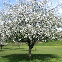 Apple Tree