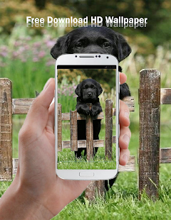 How to download Labrador HD Wallpaper lastet apk for android