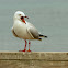 Silver Gull (with immatures)