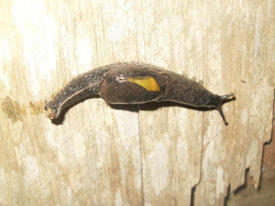 Dromedary Jumping Slug