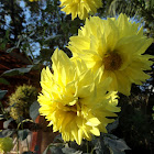 Yellow Dahlia