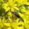 Common hoverfly (Flower fly)